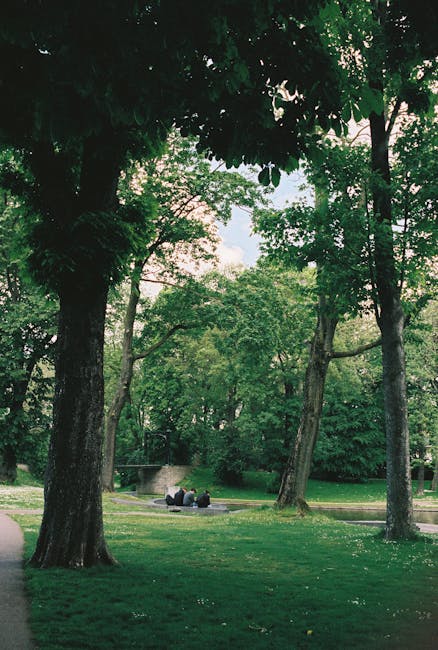 A peaceful park scene featuring several tall deciduous trees with lush green foliage, some with thick trunks and textured bark, arranged along a grassy area. In the background, a small group of people are seated on a park bench, possibly relaxing or conversing. The ground is covered in well-maintained grass, with a narrow paved pathway visible on the left side of the image. The park appears quiet and shaded, with natural light filtering through the tree canopy, creating a serene environment suitable for leisure or casual outdoor activities. This setting reflects a typical outdoor space where home relocation or moving activities, such as packing or planning logistics, might be discussed or organized in a natural environment. Man with Van Emerson Park offers professional removals services aligned with moving and furniture transport needs.