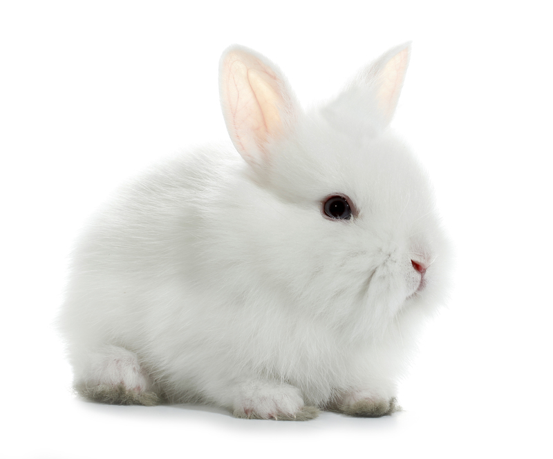 moving house moving company